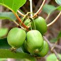 hardy kiwi